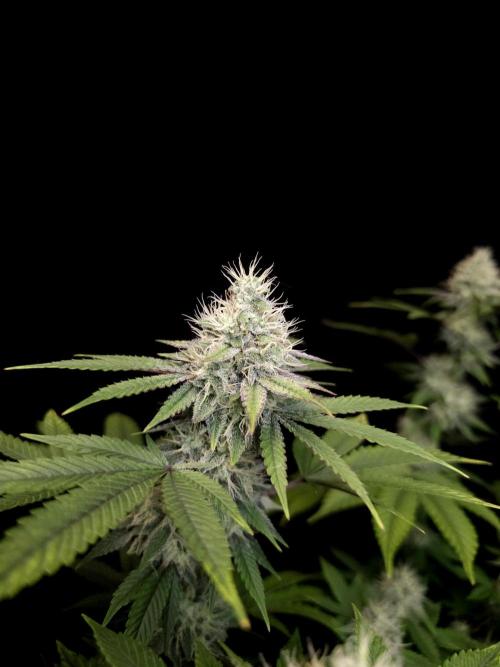 Girl Scoute Cookies. Week 14