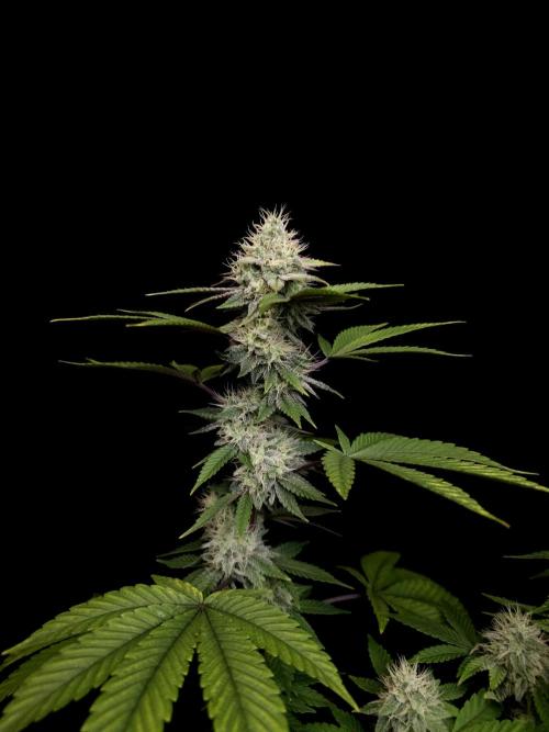 Girl Scoute Cookies. Week 14