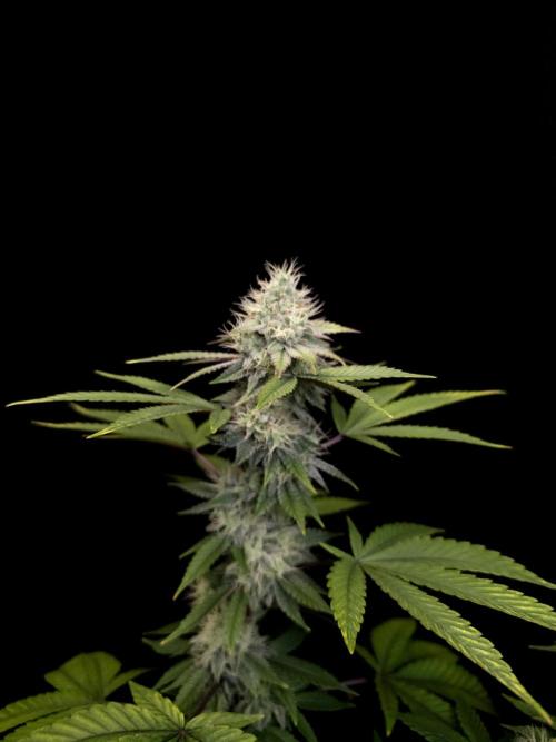 Girl Scoute Cookies. Week 14