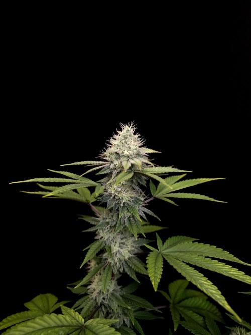 Girl Scoute Cookies. Week 14