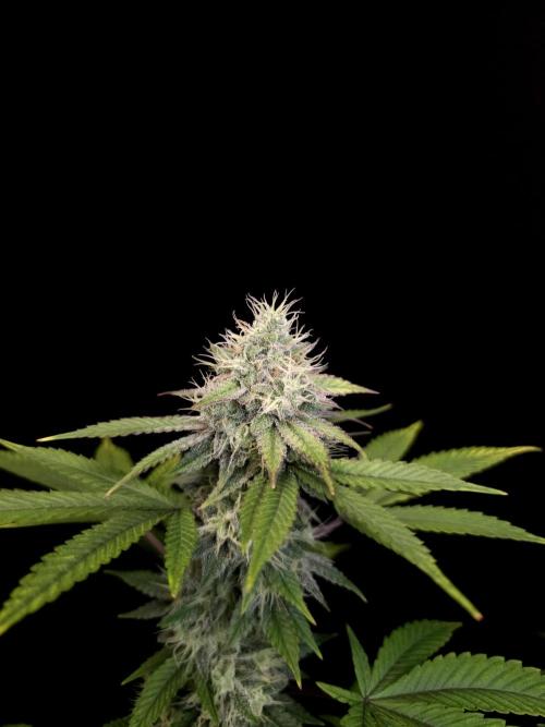 Girl Scoute Cookies. Week 14