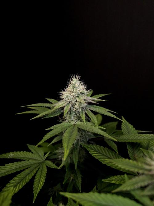 Girl Scoute Cookies. Week 14