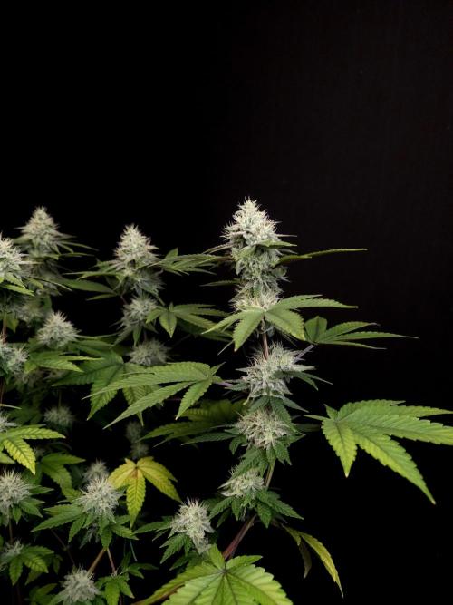 Girl Scoute Cookies. Week 14
