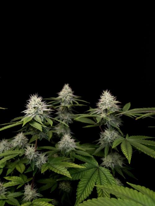 Girl Scoute Cookies. Week 14