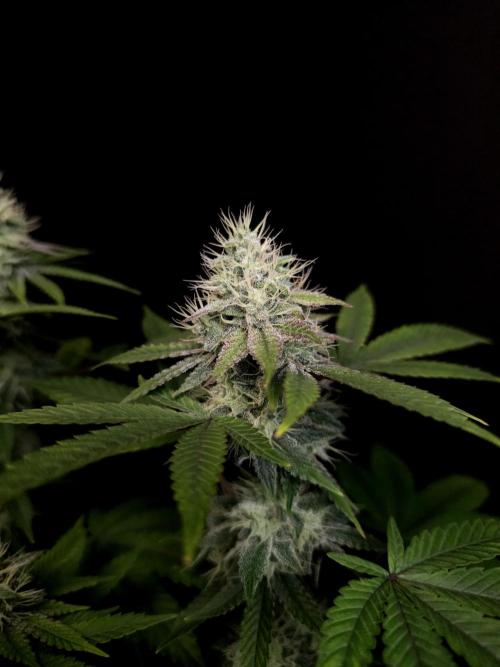 Girl Scoute Cookies. Week 14