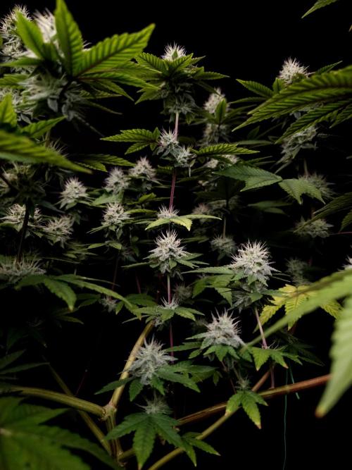 Girls Scout Cookies. Week 14
