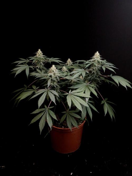 White Widow. Week 14