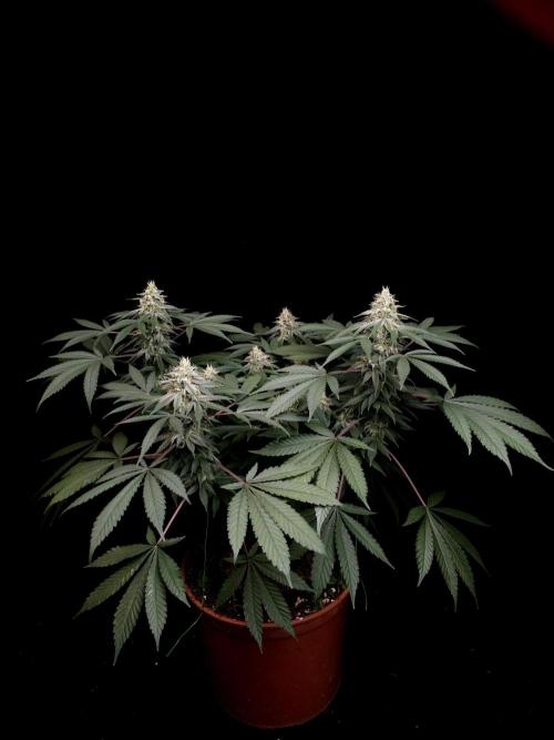 White Widow. Week 14