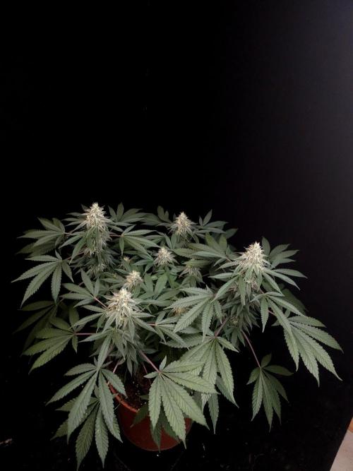 White Widow. Week 14