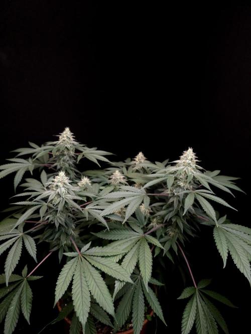 White Widow. Week 14