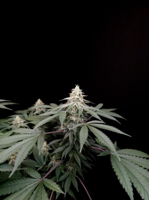 White Widow. Week 14