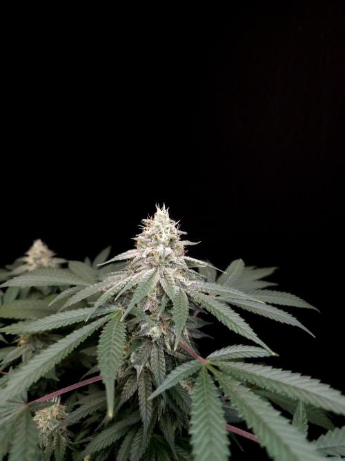 White Widow. Week 14