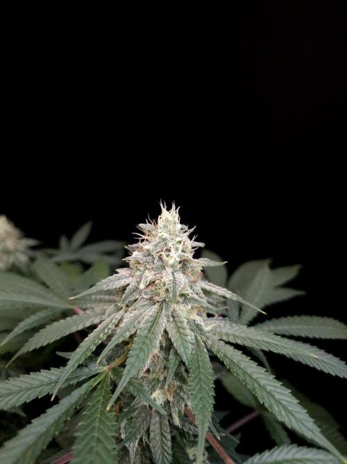White Widow. Week 14