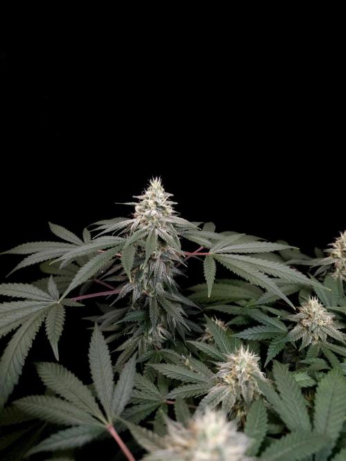 White Widow. Week 14