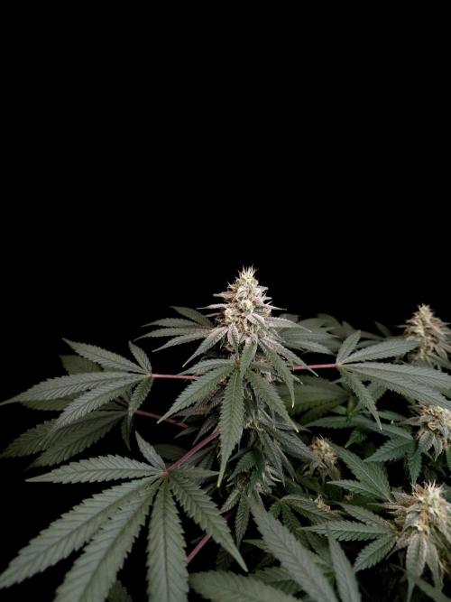 White Widow. Week 14