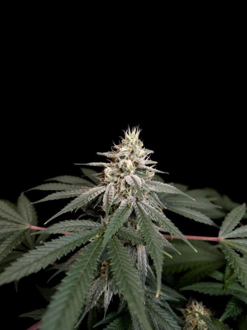 White Widow. Week 14