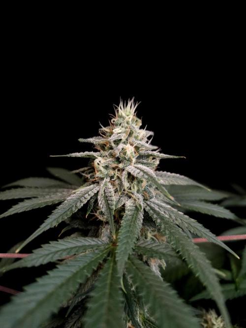 White Widow. Week 14