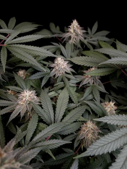 White Widow. Week 14
