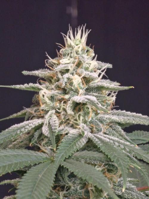White Widow. Week 14