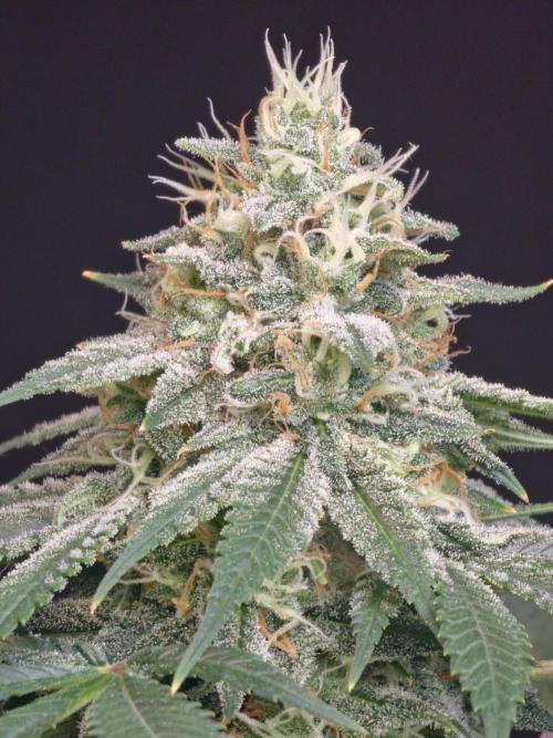 White Widow. Week 14