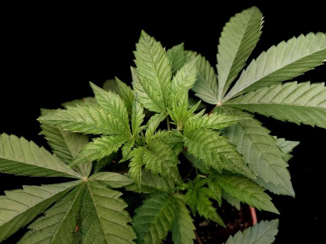 Test 605. Week 5