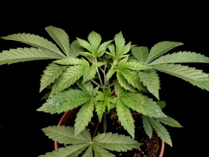 2-in-1 Grow Tent 150x120x200cm (5'x4'x6.5'). Week 5
