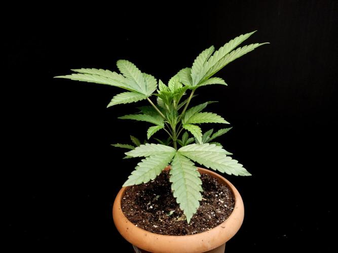 Test 10x51. Week 5