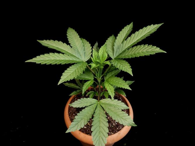 Test 10x51. Week 5