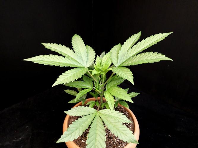 Test 10x51. Week 5