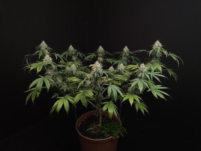 Sweet & Sour. Week 15