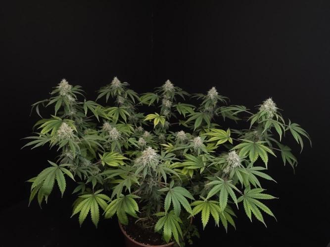 Sweet & Sour. Week 15