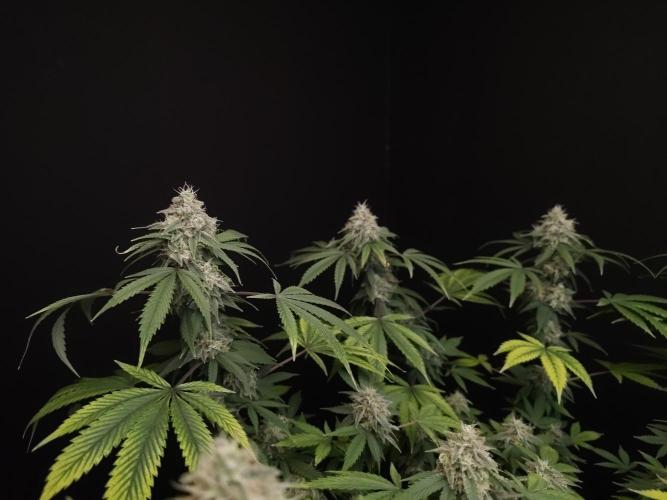 Sweet & Sour. Week 15