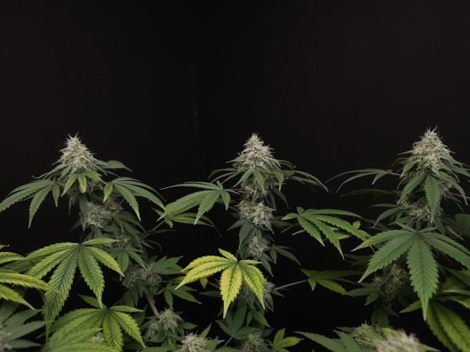 Sweet & Sour. Week 15