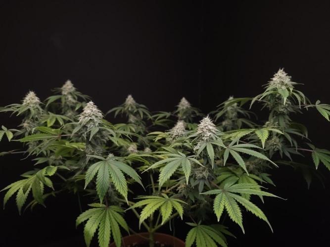 Sweet & Sour. Week 15