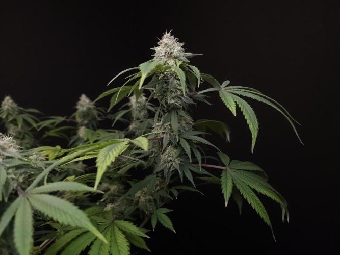 Sweet & Sour. Week 15