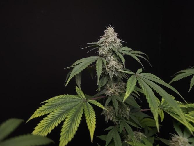 Sweet & Sour. Week 15