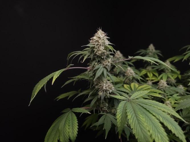 Sweet & Sour. Week 15