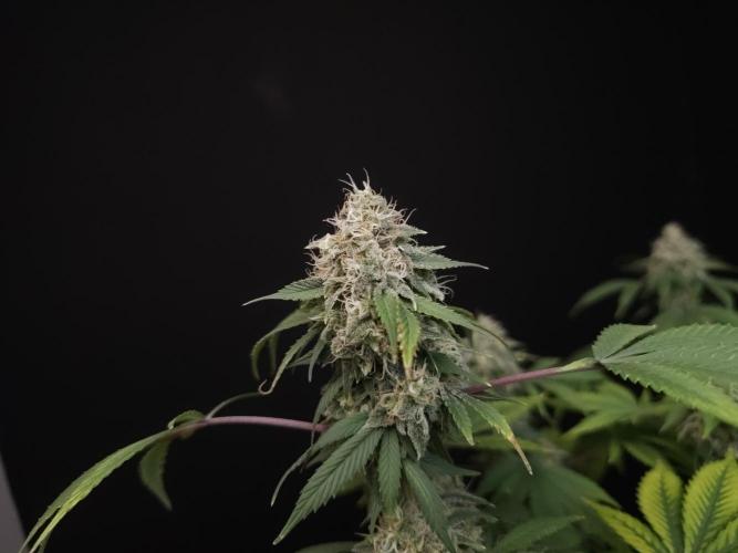Sweet & Sour. Week 15