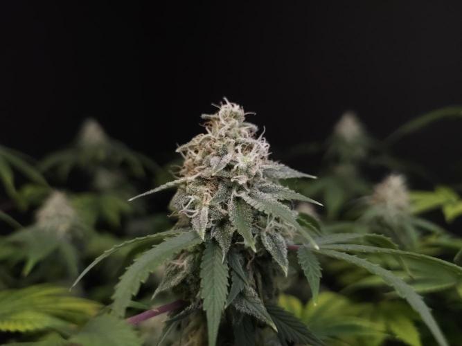 Sweet & Sour. Week 15
