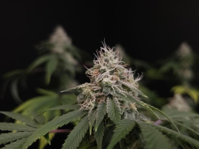 Sweet & Sour. Week 15