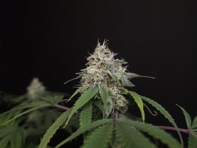 Sweet & Sour. Week 15