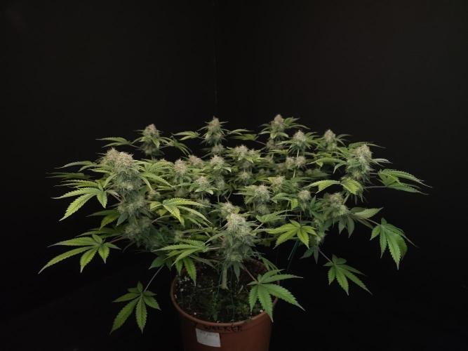 Snow White. Week 15