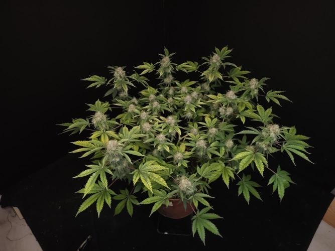 Snow White. Week 15
