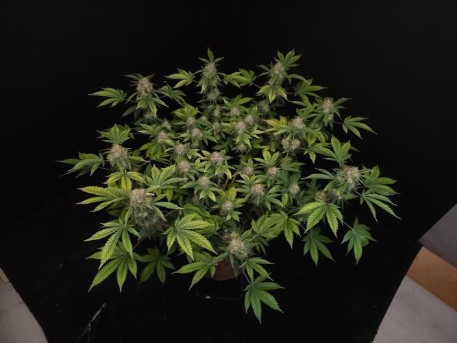 Snow White. Week 15