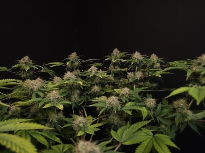 Snow White. Week 15
