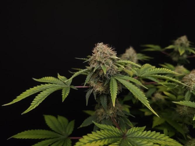 Snow White. Week 15