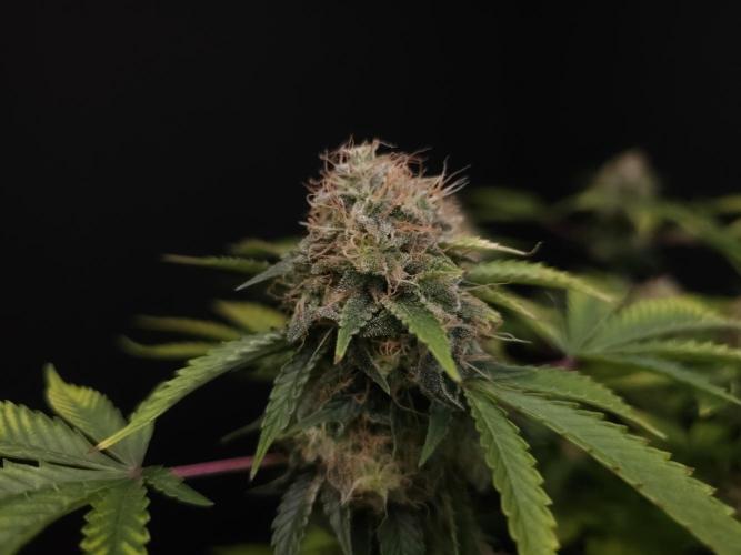 Snow White. Week 15