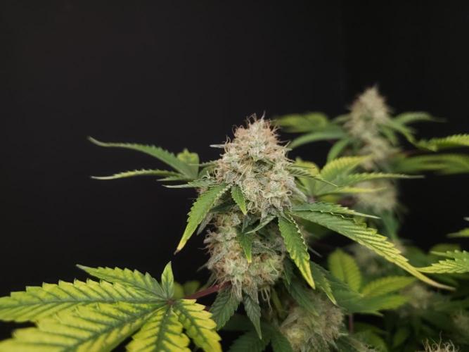 Snow White. Week 15