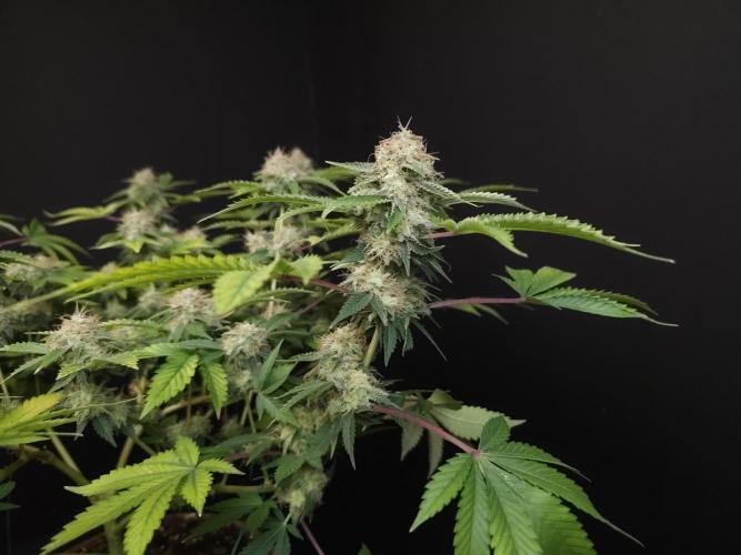 Snow White. Week 15