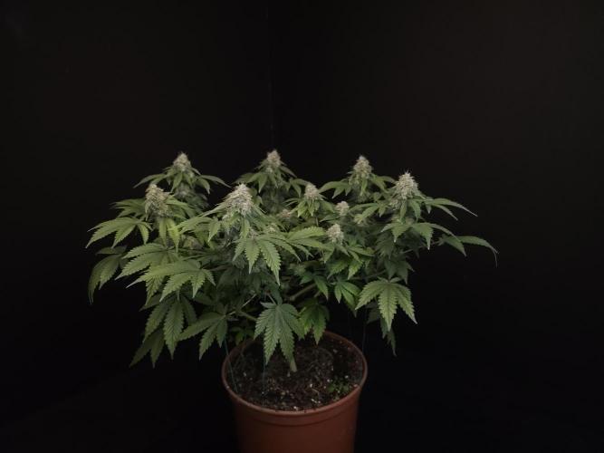 Skunk. Week 15